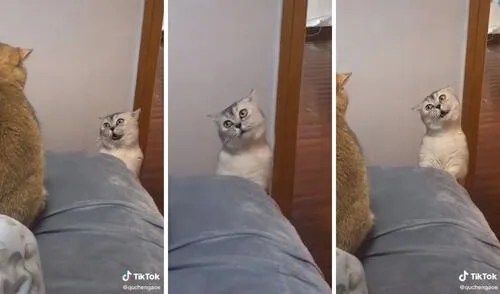 Así se dirige este curioso gatito a su compañero. Foto: captura de TikTok / @quchengaoe