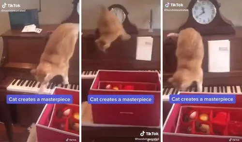 Así 'interpretó' el piano este gatito. Foto: captura de TikTok / @hoodvineunrated