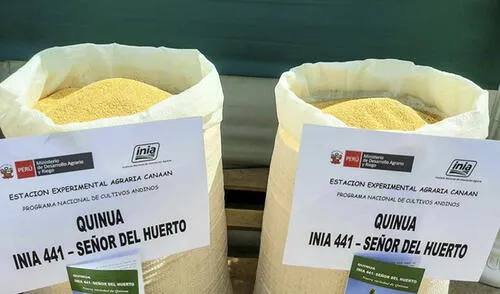 Lanzamiento de nuevas variedades se realizó en una ceremonia. Foto: GORE Ayacucho Lanzamiento de nuevas variedades se realizó en una ceremonia. Foto: GORE Ayacucho