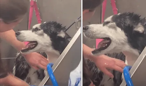 Miles de usuarios se divirtieron al ver la reacción del cachorro. Foto: captura de TikTok.