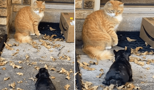 Miles de usuarios se emocionaron al ver la tierna reacción del cachorro. Foto: captura de Facebook. Miles de usuarios se emocionaron al ver la tierna reacción del cachorro. Foto: captura de Facebook.