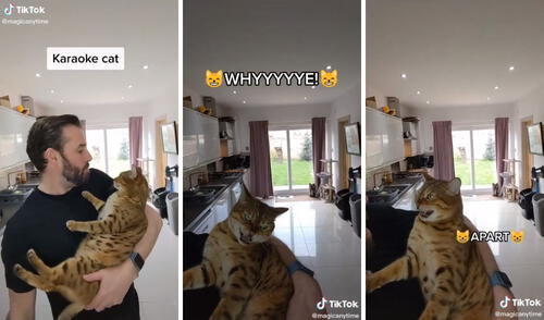 Así fue el dueto entre el gatito y su dueño. Foto: captura de TikTok / @magicanytime