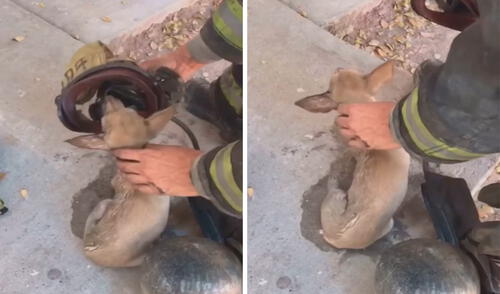 Un perro fue afectado por un incendio y recibió la ayuda de unos bomberos, quienes tuvieron una rápida acción para salvarlo. Foto: captura de YouTube