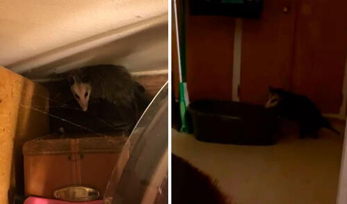 Después de seis meses, una mujer se enteró que un travieso animal regresó a su vivienda para obtener agua y alimentos. Foto: captura de YouTube