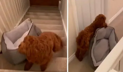 Un perrito subió solo su cama por las escaleras para acompañar a su cuidadora durante la noche y así poder descansar juntos. Foto: captura de TikTok