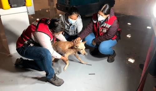 Tras dos horas de ardua labor, los rescatistas pudieron despegar al perro del piso y lo trasladaron a un refugio. Foto: captura de TikTok