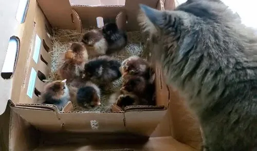 Un joven colocó a sus pequeñas aves en una caja y vio que su felino se acercó para averiguar; sin embargo, se sorprendió con su tierno comportamiento. Foto: captura de TikTok