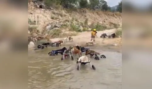 Los canes, junto a sus amigos, pasaron un agradable día en el agua. Foto: captura de YouTube