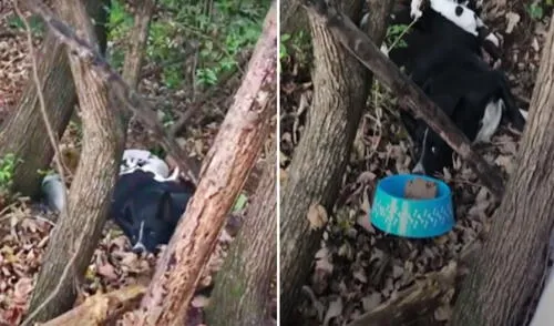 Esta historia ha conmovido a una gran cantidad de usuarios en las redes sociales. Foto: captura de YouTube