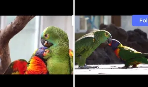 Así convive la pareja en su día a día. Foto: captura de TikTok / @bella_bamba Así convive la pareja en su día a día. Foto: captura de TikTok / @bella_bamba