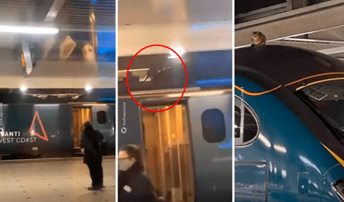 El gato paralizó el servicio de ferrocarriles por más de dos horas. Foto: captura de YouTube El gato paralizó el servicio de ferrocarriles por más de dos horas. Foto: captura de YouTube
