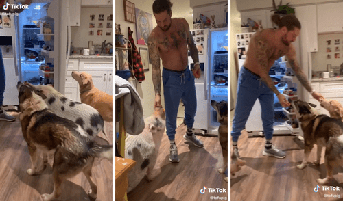 Así obedecen las indicaciones para recibir su premio. Foto: captura de TikTok / @tofupig Así obedecen las indicaciones para recibir su premio. Foto: captura de TikTok / @tofupig