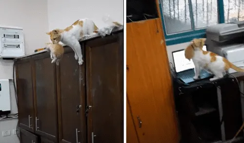 Cuando la gata encontró a su cría, la tomó del cuello para regresarla. Foto: captura de TikTok Cuando la gata encontró a su cría, la tomó del cuello para regresarla. Foto: captura de TikTok