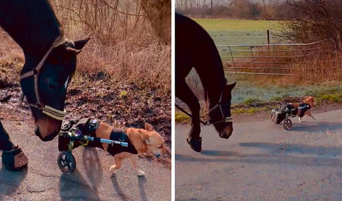 Un perro se convirtió en el ‘mejor amigo’ de un caballo tras conocerse en una granja y todos los días salen a pasear. Foto: captura de YouTube