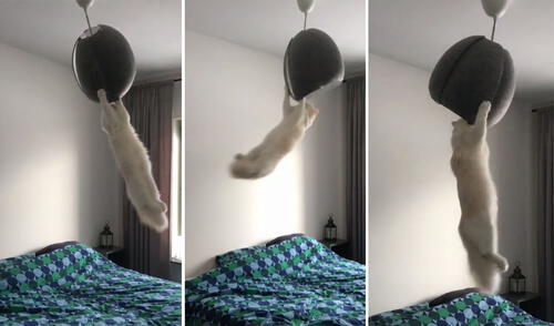 El felino fue atrapado en plena travesura y el video causó risas en las redes sociales. Foto: captura de TikTok