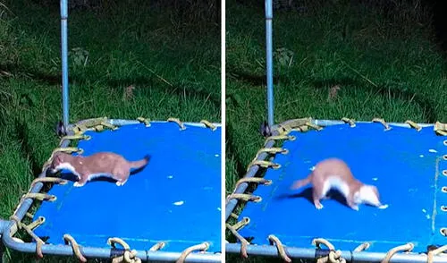 Un hombre instaló unas cámaras de seguridad para captar a sus ‘visitantes’ que entraban a su casa y se llevó una tierna sorpresa. Foto: captura de YouTube