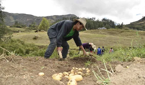 La agricultura familiar garantizó la alimentación de los peruanos en plena crisis por la pandemia. Muchos de ellos, sin acceso al crédito, han seguido sembrando tras vender sus animales.