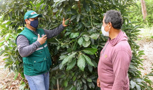 Durante el 2020, el Senasa certificó 146 lugares de producción en Lambayeque. Foto: Senasa