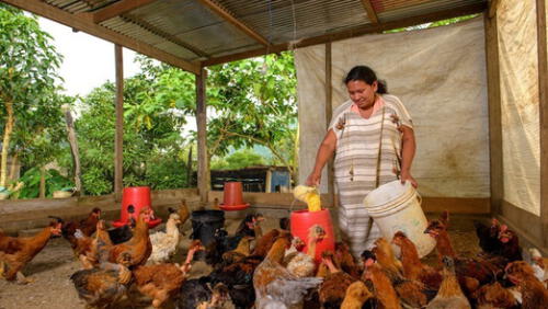 Proyecto de Desarrollo Territorial Sostenible - PDTS VRAEM y Avanzar Rural son proyectos del Ministerio de Agricultura. Foto: Agro Rural