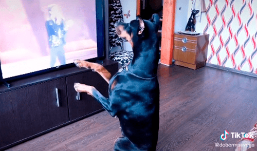 El perro hizo la misma coreografía que el recordado ‘Rey del Pop’. Foto: captura de TikTok
