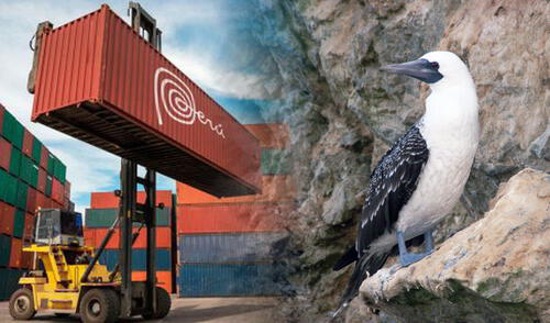 Existen 3.188.289 aves guaneras registradas en el último censo del mes de noviembre de 2020, entre guanayes, piqueros y alcatraces. Foto: Oceana