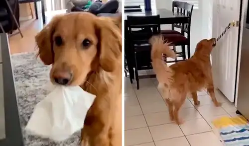 Una joven le enseñó a su mascota varios ejercicios en cuarentena, como abrir la puerta, entregar un pañuelo cuando estornudan, hacerse el 'muerto', entre otros. Foto: Caters Clips