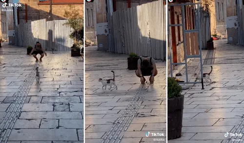 Las imágenes del gato ignorando a su dueño han divertido a los usuarios en redes sociales. Foto: captura de TikTok