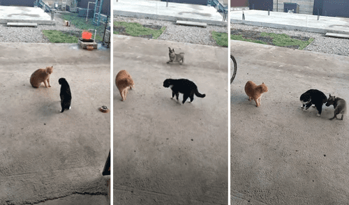 La divertida reacción del perrito ha cautivado en redes sociales. Foto: captura de YouTube La divertida reacción del perrito ha cautivado en redes sociales. Foto: captura de YouTube