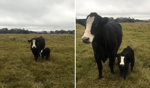 La vaca no dudó en mostrar a su ternero a su dueña. Foto: captura de YouTube La vaca no dudó en mostrar a su ternero a su dueña. Foto: captura de YouTube