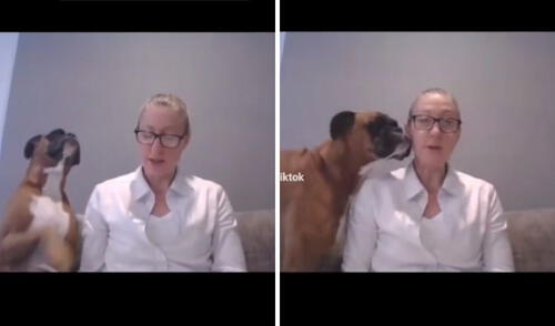 Pese a todo, la profesora siguió concentrada en dictar su clase. Foto: captura de TikTok / @paws_of_tiktok Pese a todo, la profesora siguió concentrada en dictar su clase. Foto: captura de TikTok / @paws_of_tiktok