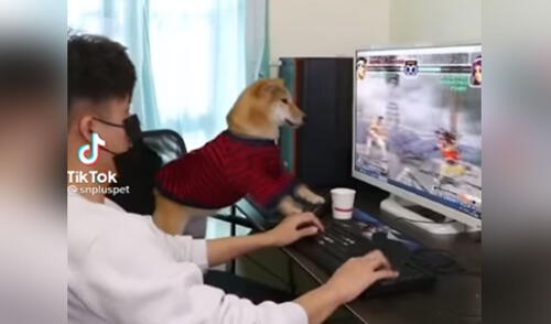 La conducta del can al sentirse triunfador hizo reír a miles de usuarios. Foto: captura de TikTok