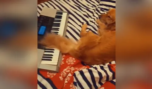 Miles de usuarios no pararon de reír al ver a este perrito 'tocando el piano'. Foto: captura de TikTok Miles de usuarios no pararon de reír al ver a este perrito 'tocando el piano'. Foto: captura de TikTok