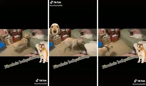 El perro armó todo un show para el bebé. Foto: captura de TikTok / @juanfquisp888