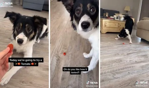 Así fue la 'interacción' entre el perrito y ese pequeño tomate. Foto: captura de TikTok / @itsmiss.violet