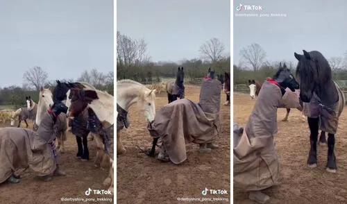 Los caballos empezaron a sospechar luego de un rato. Foto: captura de TikTok/@derbyshire_pony_trekking