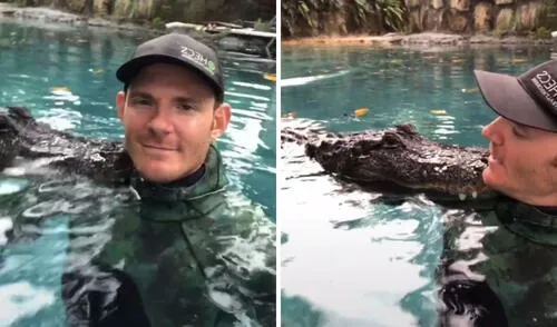 Así fue la interacción entre el cuidador y uno de los cocodrilos. Foto: captura de TikTok / @gatorchris1