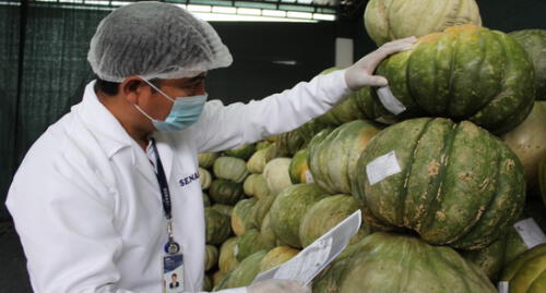 Senasa verificó que el producto no traslade tierra, ya que es portadora de patógenos, y que esté libre de hongos. Foto: Senasa