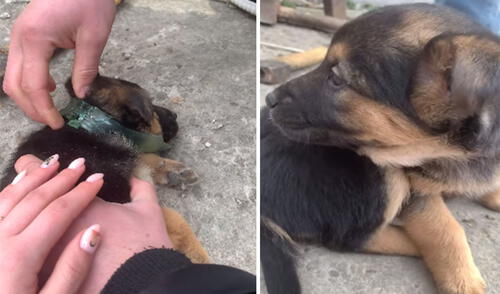 Miles de usuarios quedaron conmovidos al conocer esta tierna historia. Foto: captura de YouTube