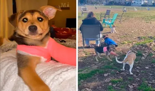 Pese a que tenía toda su pata delantera con yeso, una perrita demostró su fuerza y quiso volver a divertirse con otros perros. Foto: captura de TikTok Pese a que tenía toda su pata delantera con yeso, una perrita demostró su fuerza y quiso volver a divertirse con otros perros. Foto: captura de TikTok