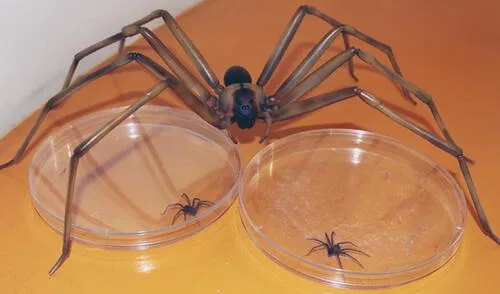 Exhortan a prevenir estos accidentes limpiando con guantes los lugares oscuros de las habitaciones. Foto: Cortesía MINSA Exhortan a prevenir estos accidentes limpiando con guantes los lugares oscuros de las habitaciones. Foto: Cortesía MINSA