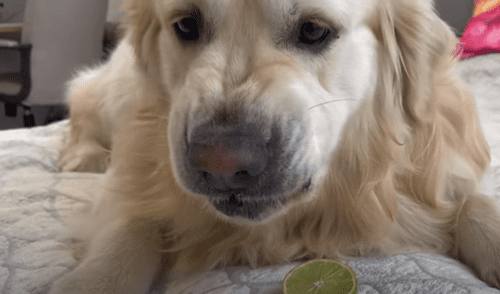 El video viral ha sido compartido en el canal Funny Dog Bailey. Foto: captura de YouTube