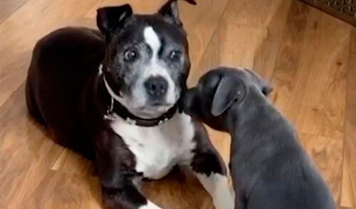Un perro vio por primera vez al cachorro que adoptó su dueña; sin embargo, se sorprendió cuando este le demostró su amor. Foto: captura de Facebook