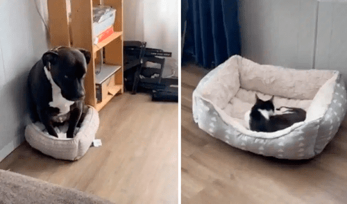 El clip se convirtió en viral a las pocas horas de su publicación. Alcanzó millones de visualizaciones. Foto: captura de TikTok El clip se convirtió en viral a las pocas horas de su publicación. Alcanzó millones de visualizaciones. Foto: captura de TikTok