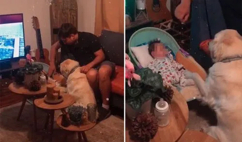 El can conmovió a miles con su tierna reacción hacia el bebé. Foto: captura de TikTok