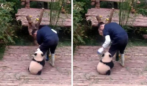Un pequeño panda trató de llamar la atención de su cuidador para recibir unos mimos de su parte y lo molestó durante su hora de trabajo. Foto: captura de YouTube