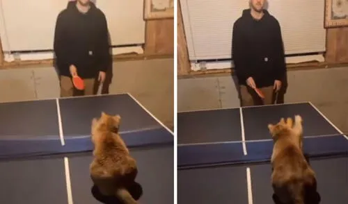 El gatito sorprendió con su astucia y el video se volvió viral en redes sociales. Foto: captura de YouTube