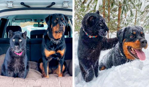 Una mujer acogió en su casa una pequeña pantera y la presentó a su perrita; sin embargo, no imaginó que se volverían en inseparables. Foto: Luna The Pantera/ Instagram Una mujer acogió en su casa una pequeña pantera y la presentó a su perrita; sin embargo, no imaginó que se volverían en inseparables. Foto: Luna The Pantera/ Instagram