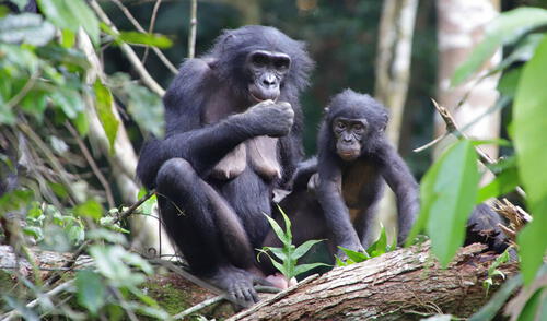 Una madre llamada Marie (izquierda) junto a Flora (derecha), a quien adoptó cuando el bebé huérfano apareció en su grupo social. Foto: Nahoko Tokuyama