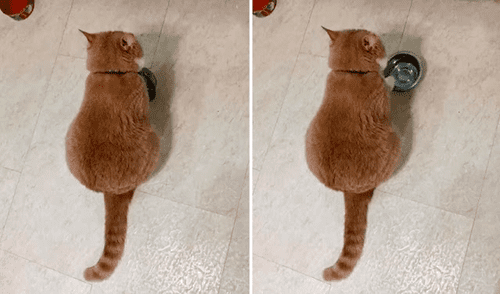 El gatito hizo recordar a su dueño que no lo había alimentado. Foto: captura de YouTube