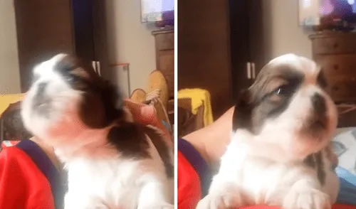 El perrito no soportó estar separado de su madre por un momento. Foto: captura de YouTube